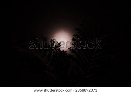 shadow of tree in background of the moon, black sky, mid night, the light.