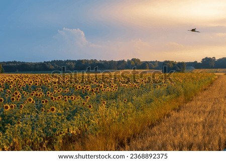 A flying stork in the beautiful scenery of the setting sun over a sunflower field