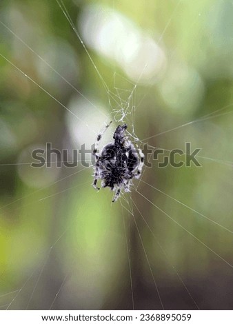 "TAKE CARE". The picture shows a spider getting ready to receive its prey. bokeh effect background.