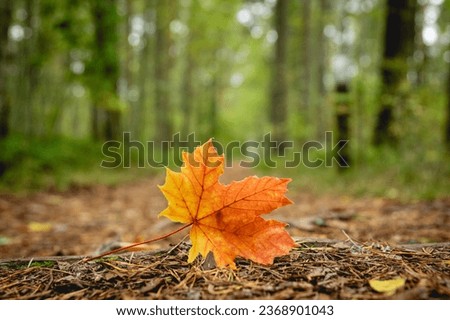 fallen orange maple leaf on ground in forest. autumn cocnept.