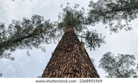 Low angle photography of Eucalyptus Tree Photo. Tall tree with green leaves