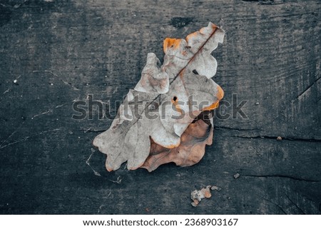Close up autumn oak dry leaves on wooden background concept photo. Fall season, top view. Beautiful nature scenery photography. High quality picture for wallpaper, travel blog.