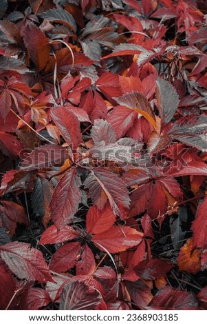 Red leaves with dew in autumn morning concept photo. Autumn atmosphere image. Beautiful nature scenery photography. High quality picture for wallpaper, travel blog.