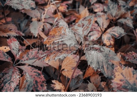 Close up ivy leaf on the ground in autumn dew concept photo. Autumn atmosphere image. Beautiful nature scenery photography. High quality picture for wallpaper, travel blog.