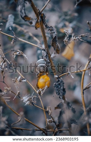 Close up of a garden snail on stem of plant concept photo. Helix pomatia. Autumn atmosphere image. 