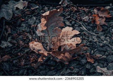 Close up autumn oak dry leaves on the stones concept photo. Fall season, top view. Beautiful nature scenery photography. High quality picture for wallpaper, travel blog.