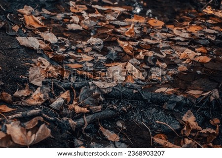 Close up leaf on the ground concept photo. Autumn sunlight atmosphere image. Beautiful nature scenery photography. High quality picture for wallpaper, travel blog.