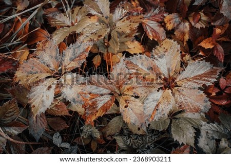 Wet leaves on the ground in autumn morning concept photo. Autumn atmosphere image. Beautiful nature scenery photography. High quality picture for wallpaper, travel blog.