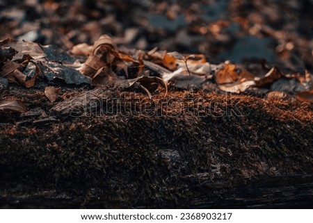 Close up leaf and moss in the forest concept photo. Autumn sunlight atmosphere image. Beautiful nature scenery photography. High quality picture for wallpaper, travel blog.