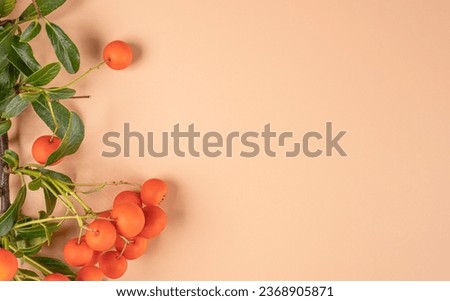 Autumn composition. Bush branch with orange berries and green leaves on a beige background with copy space. View from above. Flat layout. Left.