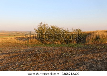 A field with a bush