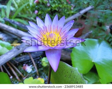 Nymphaeaceae is a family of flowering plants, commonly called water lilies. 