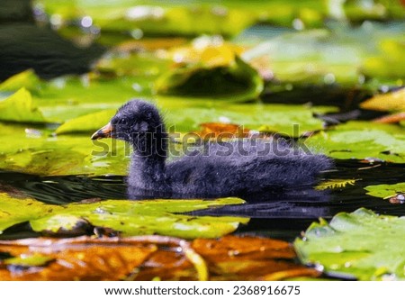 Moorhen chick "Gallinula chloropus" glides through lily pond in Botanic Gardens, Dublin. Fluffy young bird with red beak and bald spot on head. Ireland