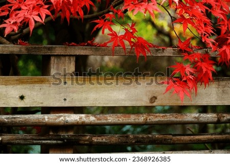 Japanese maples with red autumn leaves decorate the back streets of Kamakura Royalty-Free Stock Photo #2368926385