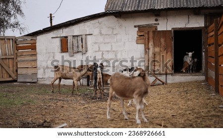 Domestic goats of the Nubian breed, wonderful pets in a pen on a farm