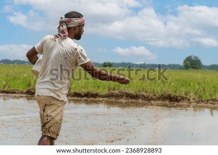 indian, farmer, sowing, paddy seeds, spreading, plowed dirt, mud, farm worker, crop seeds, bucket