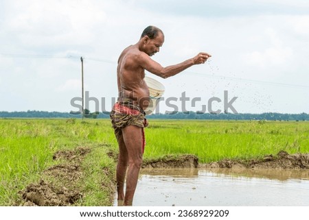 An old age farmer sowing paddy seeds in the rice field