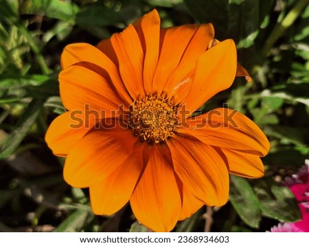 Close-up of vibrant orange flower petals, nature's intricate artistry. Ideal for floral designs, wallpapers, and creative projects. High-quality stock photo.