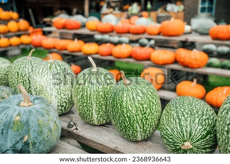 Different types of green pumpkins on a shelf on a pumpkin farm. Halloween season. Blurred orange pumpkins in the background