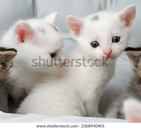 Two white kittens sit together and look at the camera. Two cute funny kittens, Turkish Angora Royalty-Free Stock Photo #2368940401