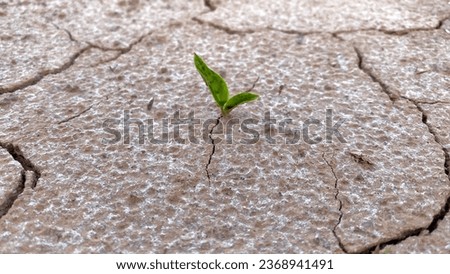Weeds that are infiltrating the cracks in the ground