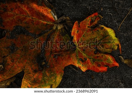 Portrait of wonderful colorful leaves in fall. Photo taken in High Park, Toronto, Canada. 