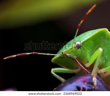 The green stinkbug in the fields. Royalty-Free Stock Photo #2368969023