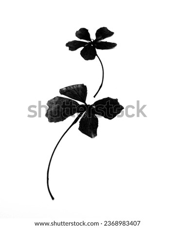 Monochrome photo of two petal flowers