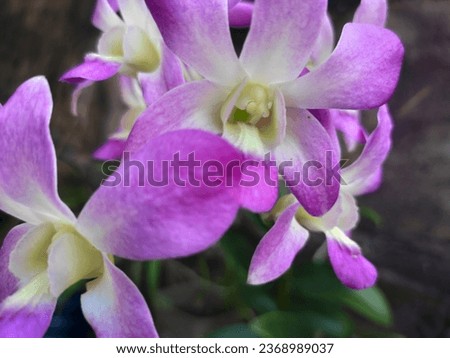 The Larat orchid is a type of orchid native to Larat Island in the Tanimbar Islands. 