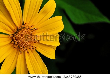Bunga Kembang Bulan - Tithonia Difersifolia Flower with yellow petals grow in the Garden