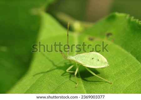 Shield bugs green larva, Homoeocerus dilatatus (Harabiroherikamemushi) on the leaf (Forest close up macro photograph)