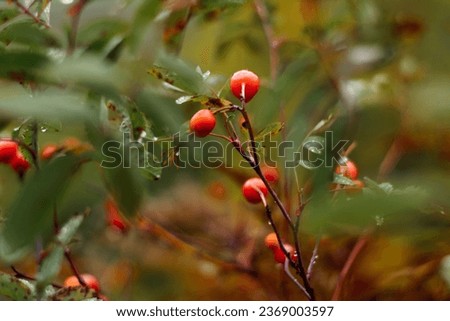 Close-up of rosehip berries on branches with raindrops.Natural autumn landscape.Selective focus with shallow depth of field.