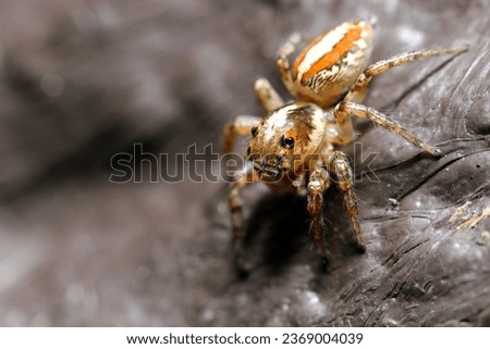 Misuji haetori, jumping spider (Plexippus setipes, wildlife closeup macro photograph) 