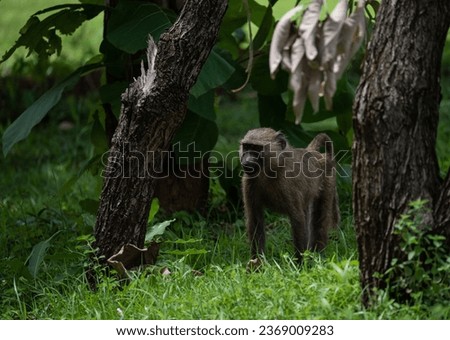 Young baboon in Mole National Park