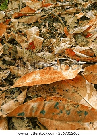 Autumn landscape and second rays of sunshine on orange leaves in summer