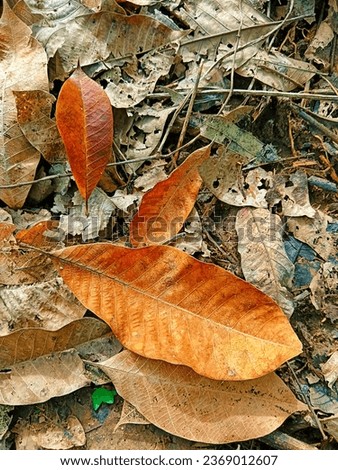 Autumn landscape and second rays of sunshine on orange leaves in summer