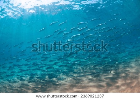 A school of salmon swimming in the clear water, Australia Royalty-Free Stock Photo #2369021237