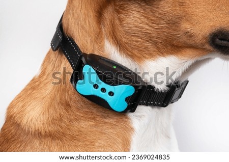 Dog with bark collar active. Close up of puppy dog wearing automatic training collar to correct barking at noise, people and birds outside. Female Harrier mix. Selective focus. Royalty-Free Stock Photo #2369024835