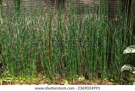 horsetail plant in the garden