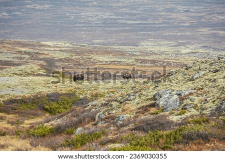 Musk oxen in the Dovrefjell-Sunndalsfjella National Park in Norway. Royalty-Free Stock Photo #2369030355