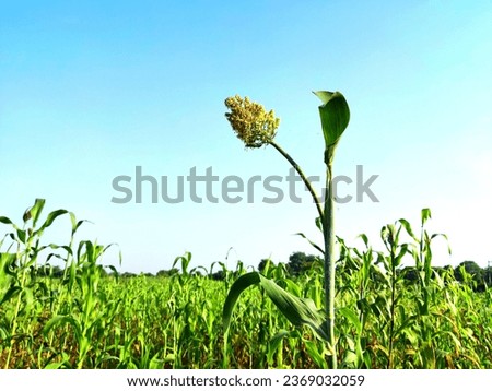 Agriculture formaring field outdoors green background nature of beauty image stock photo

