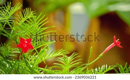 Red star flower picture in wine .Ipomoea quamoclit, commonly known as cypress vine, cypress vine morning glory, cardinal creeper, cardinal vine, star glory, star of Bethlehem or hummingbird vine.
