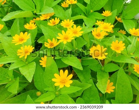 View of many green leaf and yellow flower at garden.