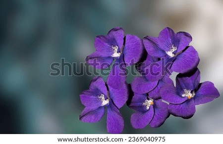 Natural very beautiful flowers photos