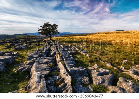 A windswept Hawthorn tree growing on a limestone pavement in the Yorkshire Dales near Settle Royalty-Free Stock Photo #2369043477