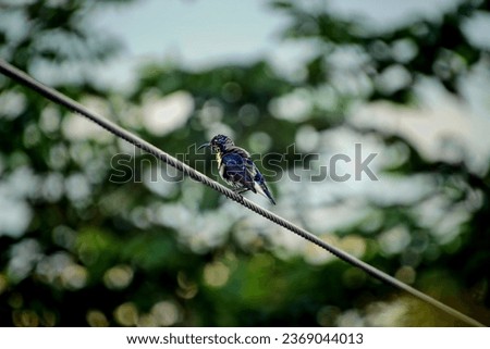 Purple sun bird- Picture of purple sun bird sitting on a wire.