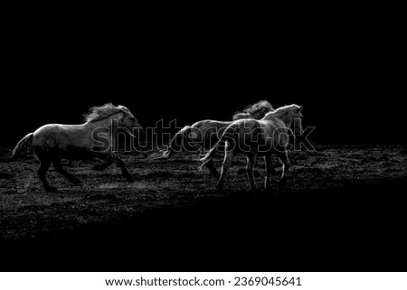 Fine art black and white Camargue horse