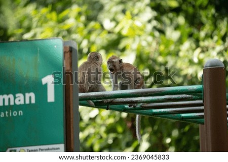 Young monkeys playing in the park 