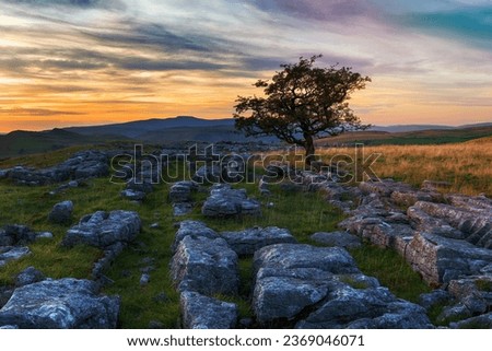 A lone tree on a limestone pavement at the Winskill Stones near Settle in the Yorkshire Dales Royalty-Free Stock Photo #2369046071