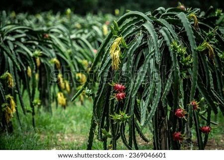dragon fruit on the dragon fruit tree waiting for the harvest in the agriculture farm at asian, plantation dragon fruit in thailand 
fruit orchard outdoor natural. Royalty-Free Stock Photo #2369046601